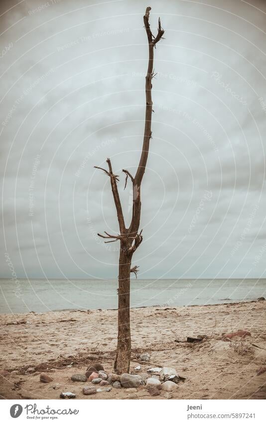 Strandgut Ostsee Meer Wasser Küste Baum Horizont Himmel Baumstamm Totholz Gefühle Urelemente Klima Kontrast Wetter markant Wolken Wellen Umwelt Natur