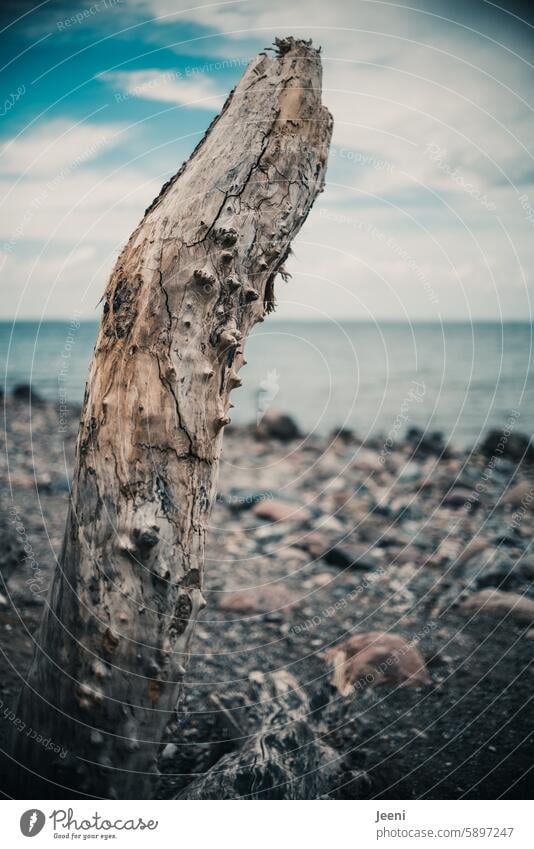 Strandgefühle Wasser Küste Meer Holz Horizont markant Wolken Landschaft Himmel kalt Ostsee Strukturen & Formen verwittert Wandel & Veränderung Ast Urelemente