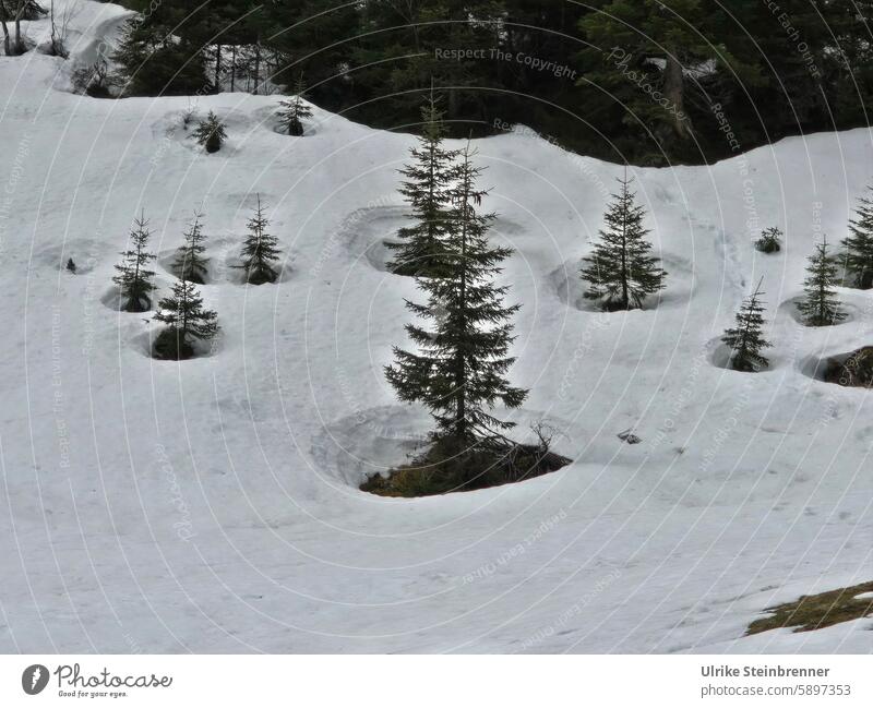 Wärmeinseln im Schnee um Tannenbäume in den Alpen Winter Tauwetter Österreich Bäume Überleben Landschaft kalt Wald Natur Schneelandschaft Winterstimmung Frost