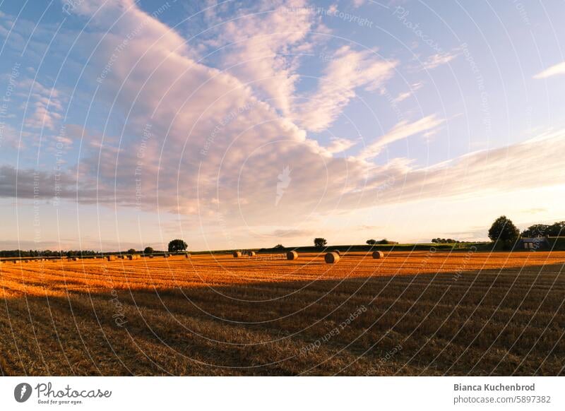 Wolkenformation die wie ein Vogel aussieht über einem abgeernteten Feld mit Strohballen. Sonnenuntergang Sonnenlicht Landwirtschaft Himmel Außenaufnahme gelb