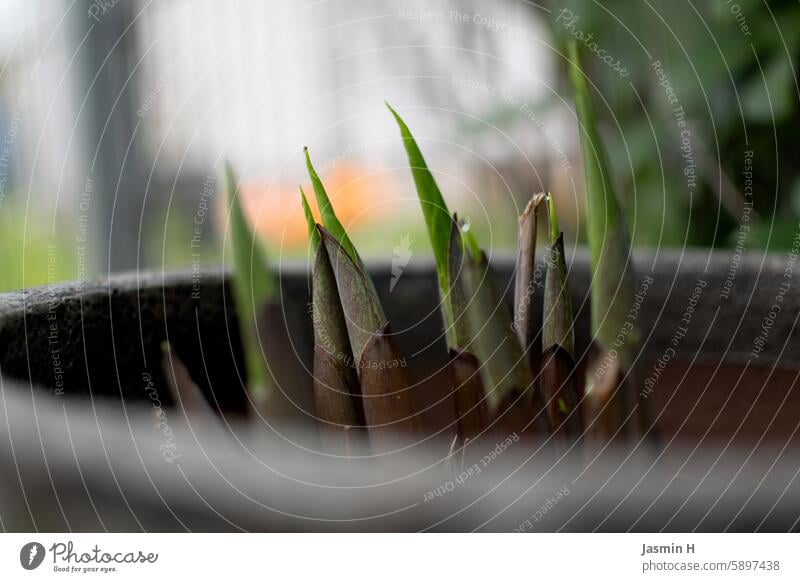 Funkien wachsen im Topf Frühling Natur Pflanze grün Garten Farbfoto Außenaufnahme Tag Schwache Tiefenschärfe Wachstum Menschenleer natürlich Umwelt Nahaufnahme