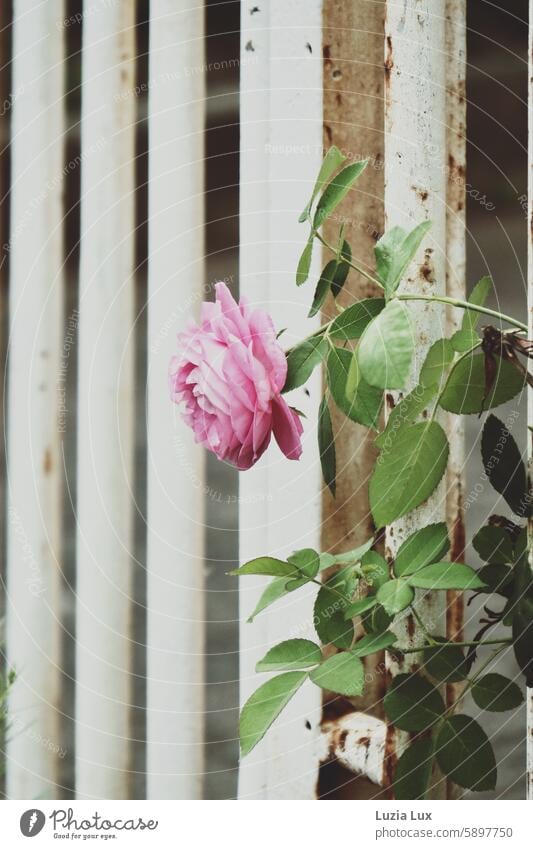 pinkfarbene Rose in voller Schönheit, vor einem rostigen Gartentor Wandel & Veränderung Gedeckte Farben Vergänglichkeit vergänglich Rosen Architektur Bauwerk