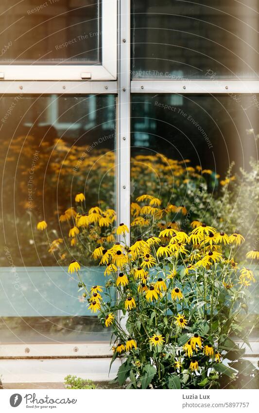 Gelber Sonnenhut spiegelt sich in einer Fensterscheibe Gewöhnlicher Sonnenhut gelbe Blumen dekorativ Blütezeit warmes Gelb zur Sonne Altweibersommer Spätsommer
