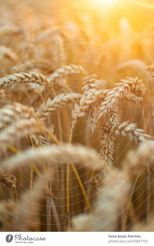 Getreide in der Sonne Weizen Weizenfeld Weizenähre Bokeh Sonnenlicht Sonnenuntergang Sonnenreflektion Natur natürlich Nahaufnahme Naturschutzgebiet