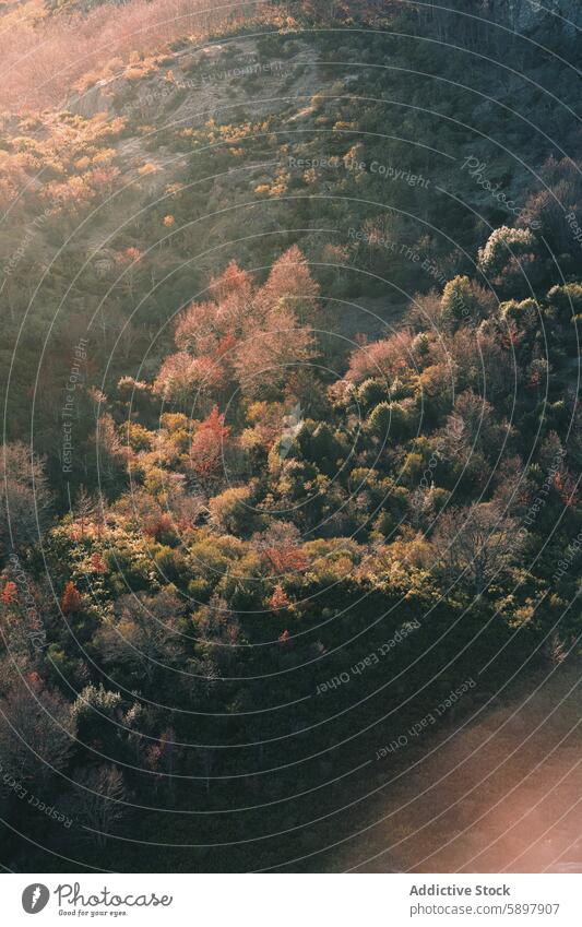 Herbstfarben in den Bergen von Palencia, Spanien Laubwerk palencia Berge u. Gebirge Berghang robust Schönheit Saison Gelassenheit Natur Landschaft Wald Bäume