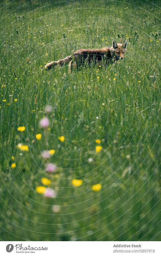 Fuchs auf der saftig grünen Wiese in den Bergen von Palencia gelb Wildblume curavacas espiguete Berge u. Gebirge palencia Natur Tierwelt Flora Blüte Frühling