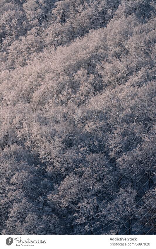 Frostbedeckte Bäume in den Bergwäldern von Palencia Baum Berge u. Gebirge Wald palencia Winter Natur Landschaft malerisch Schönheit filigran saisonbedingt kalt