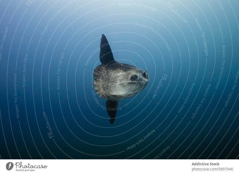 Mola mola, Sonnenbarsch, der friedlich im offenen Wasser schwimmt Mola Mola Meer blau marin Fisch MEER Natur Tierwelt unterseeisch aquatisch Flossen groß