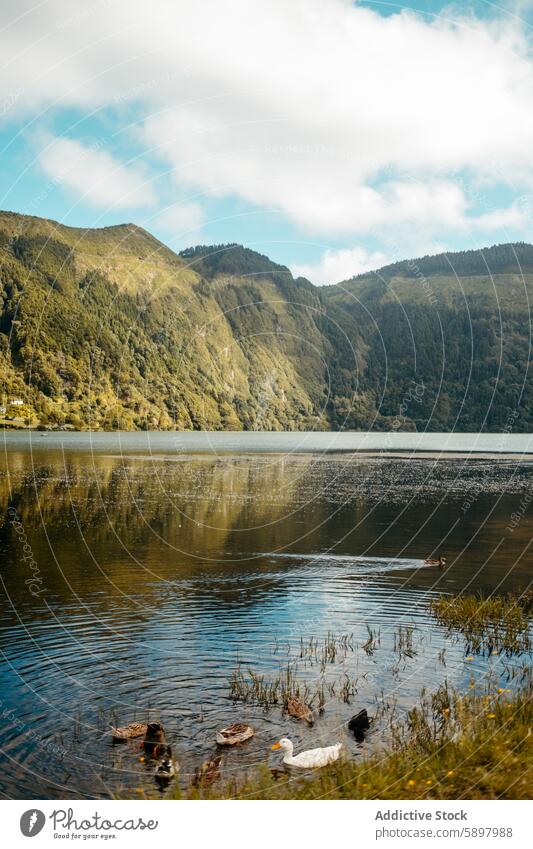 Ein ruhiger See mit Enten und üppigen Hügeln unter einem blauen Himmel. São Miguel Azoren Wasser Gelassenheit friedlich Natur Landschaft im Freien malerisch