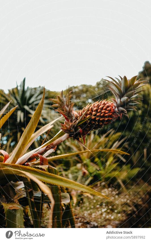 Ananaspflanze auf Sao Miguel, Azoren. Pflanze São Miguel Ackerbau Flora tropisch Bodenbearbeitung natürlich Umwelt grün Blatt stechend stachelig reifend Frucht