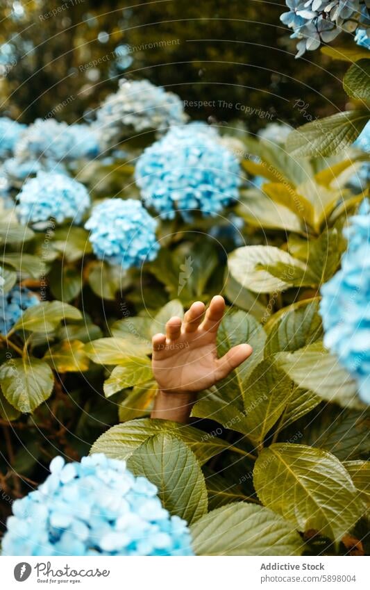 Eine menschliche Hand, die sich durch leuchtende Hortensien in Sao Miguel streckt. Natur Laubwerk São Miguel Azoren pulsierend üppig (Wuchs) blau grün