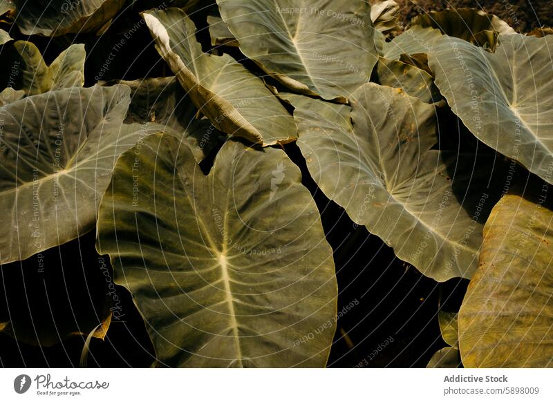 Üppiges Grün der Pflanzenblätter auf Sao Miguel, Azoren. Blatt grün Textur Nahaufnahme Vene Natur São Miguel im Freien üppig (Wuchs) Flora botanisch Laubwerk