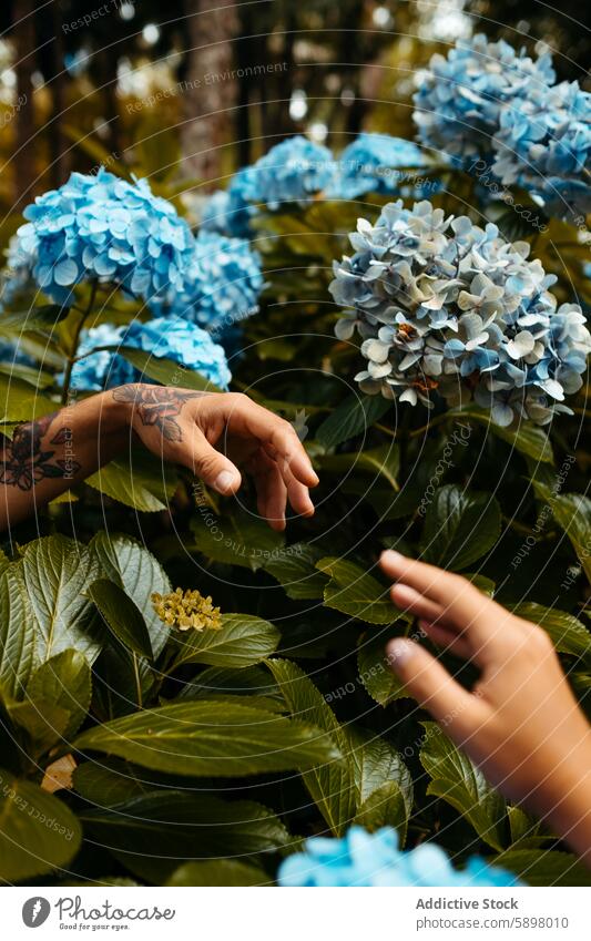 Zärtlicher Moment mit Hortensien in Sao Miguel, Azoren. Hand Blume berühren Garten Pflanze São Miguel Blatt Flora Blütezeit Natur im Freien grün blau filigran