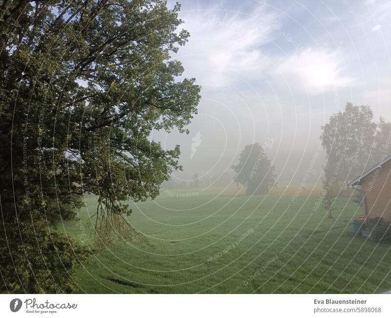 Landschaft mit Wiese und Bäumen bei Frühnebel Nebel Baum Landwirtschaft land ländlich Silo Siloballen Sonnenlicht Feld Himmel Natur Sommer Herbst sommerlich