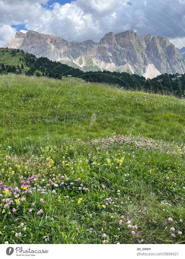 Auf der Alm südtirol Berge alpenlandschaft Italien Wiese Landschaft Südtirol Berge u. Gebirge Alpen Natur wandern Ferien & Urlaub & Reisen Himmel Felsen Gipfel