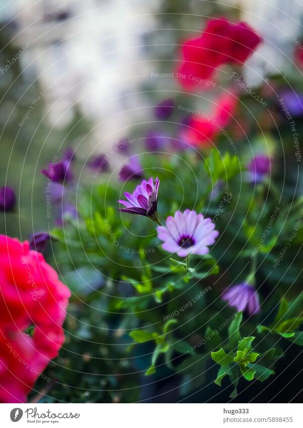 Bornholmer Margerite Blume Natur Sommer Blüte Pflanze Blühend Farbfoto Nahaufnahme Menschenleer grün violett zart rosa Außenaufnahme Balkon