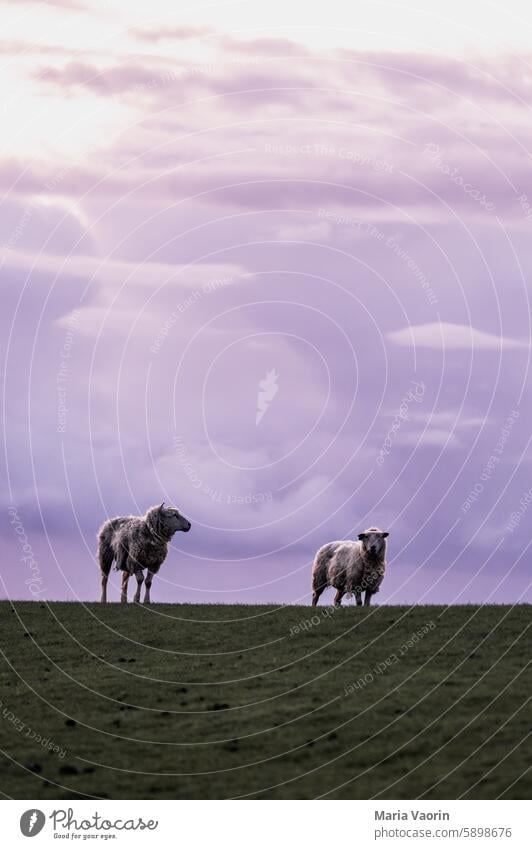 Zwei Schafe auf einem Deich Norddeutschland Nordsee Außenaufnahme Himmel Wolle Säugetier Wiese Nutztier Weide Menschenleer Landschaft Schafwolle