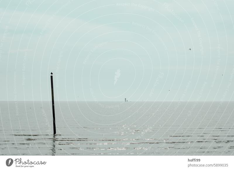 Silhouette eines Austernfischer auf einem Pfahl im Wattenmeer bei auflaufendem Wasser Natur Horizont über dem Wasser Einsamkeit Nordseeküste Erholung Gezeiten