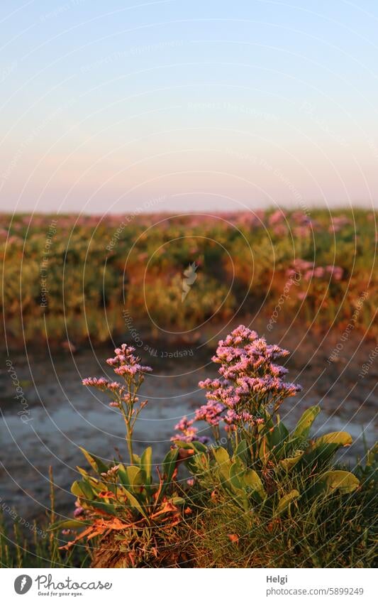 Hallig Gröde | Strandflieder (Limonium vulgare) im Abendlicht Halligflieder Meerlavendel Halbstrauch Blütenstand Abendsonne Sonnenlicht Himmel Gras Pflanze