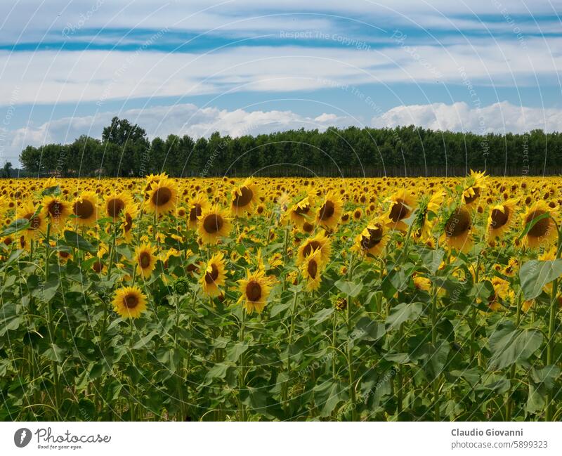 Cascina Tessera, alter Bauernhof mit Sonnenblumenfeldern bei Dorno, Lomellina, Italien Kaskade Tessera Europa Lombardei pavia Ackerbau Farbe Tag Außenseite Feld