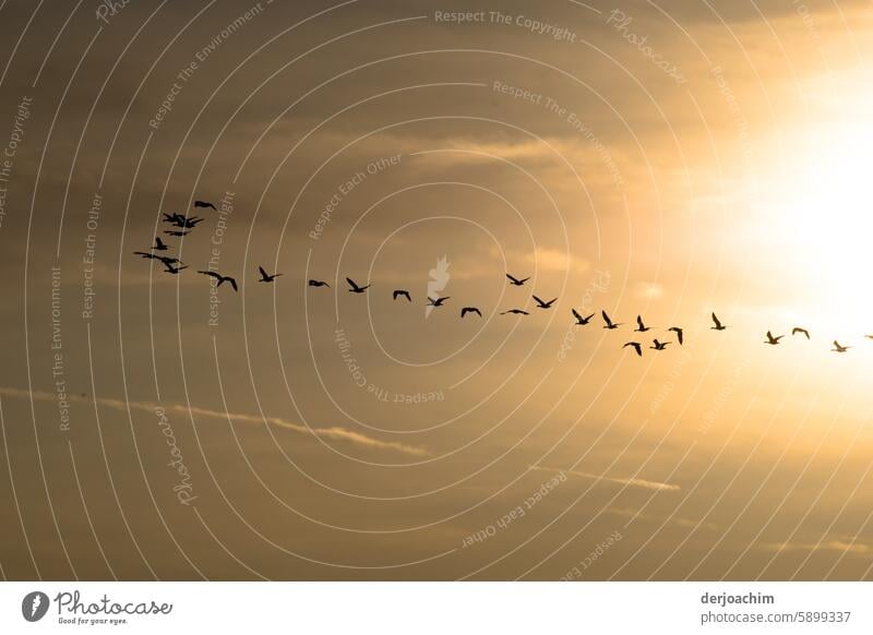 Es geht los. Der Vogelschschwarm hatte sich im Herbst versammelt. Ziel - Richtung Süden. Vögel am Himmel Freiheit Vogelflug fliegen Wildtier Tiergruppe