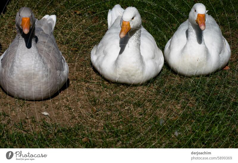 3 Gänse .Wir sitzen hier in Erwartung. Werden wir geschlachtet oder fotografiert. Gänsebraten Nutztier Tier weiß Vogel Tierporträt Tag Außenaufnahme