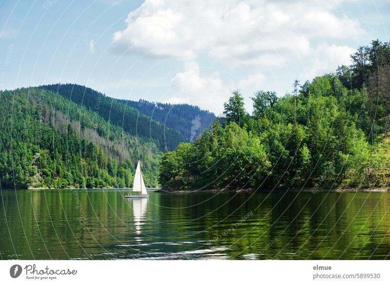 Segelboot auf dem Hohenwarte-Stausee Sommer Naherholung Talsperre Hohenwartetalsperre Hohenwartestausee Saale Erholung Boot Bootsfahrt Wald Wasser Landschaft