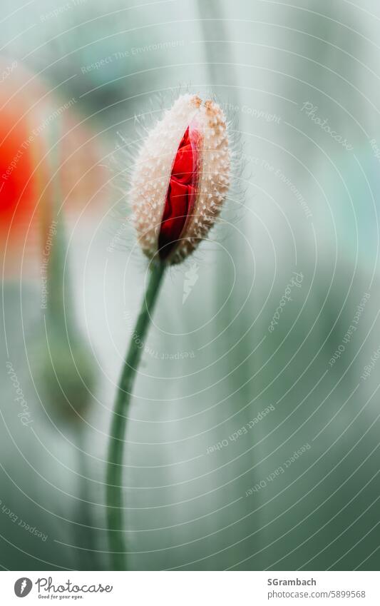 Sich öffnende einzelne Mohnblüte Blume Klatschmohn roter mohn Natur Schwache Tiefenschärfe Außenaufnahme Idylle intensiv Blüte Pflanze Nahaufnahme Menschenleer