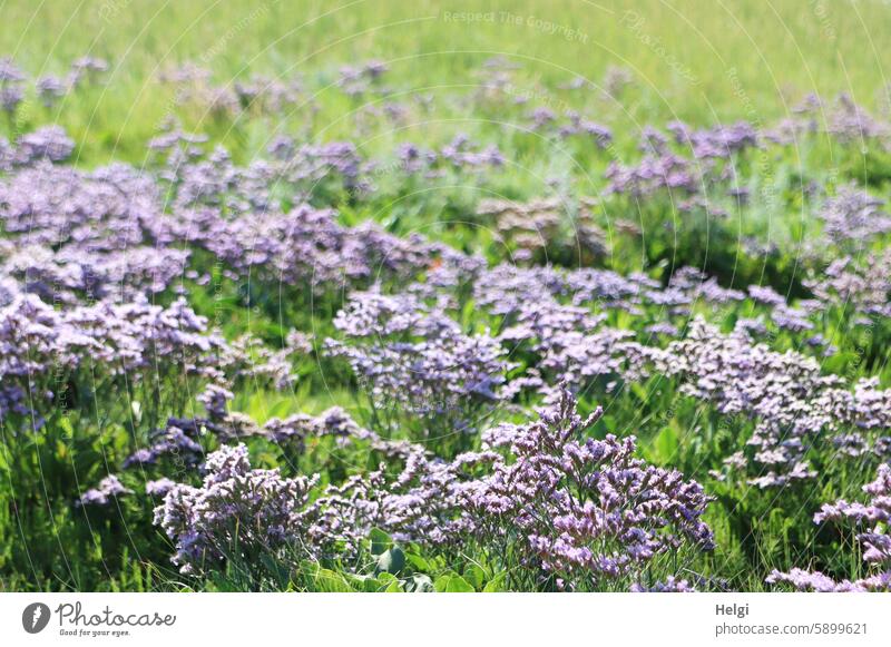 Hallig Gröde | Strandflieder auf der Salzwiese Halligflieder Meerlavendel Limonium vulgare Halbstrauch Nordfriesland Schleswig-Holstein Natur Unwelt Sommer