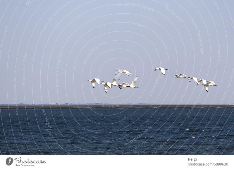 Hallig Gröde | fliegende Löffler über der Nordsee Vogel Vogelschwarm Himmel Meer Wasser Natur Außenaufnahme Schwarm Tier Wildtier Schönes Wetter Vogelflug