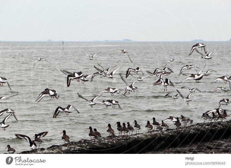 Hallig Gröde | viele fliegende und stehende Austernfischer am Steinufer Vögel Seevogel Wasser Meer Nordsee Himmel Sommer Horizont Natur Landschaft Wildtier