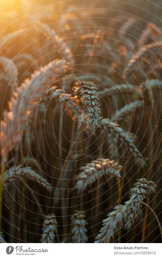 Getreide in der Sonne Weizen Weizenfeld Weizenähre Bokeh Sonnenlicht Sonnenuntergang Sonnenreflektion Natur natürlich Nahaufnahme Naturschutzgebiet