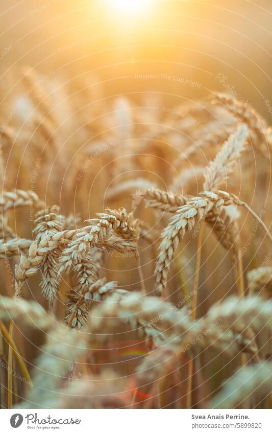 Getreide in der Sonne Weizen Weizenfeld Weizenähre Bokeh Sonnenlicht Sonnenuntergang Sonnenreflektion Natur natürlich Nahaufnahme Naturschutzgebiet