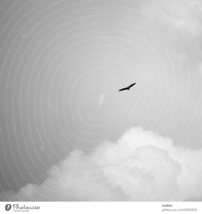 Mit den Wolken kreisen Raubvogel Segelflug Flug Gleitflug segeln Naturschutzgebiet Seeadler Ausschau gleiten Wildnis Vogelbeobachtung Vogel im Flug Spannweite