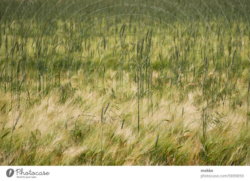 Korn in Korn Feld Getreide Getreidefeld Gerste Roggen Sommer Kornfeld verteilt wild durcheinander Natur Umwelt natürlich Landwirtschaft trocken reif durchmischt