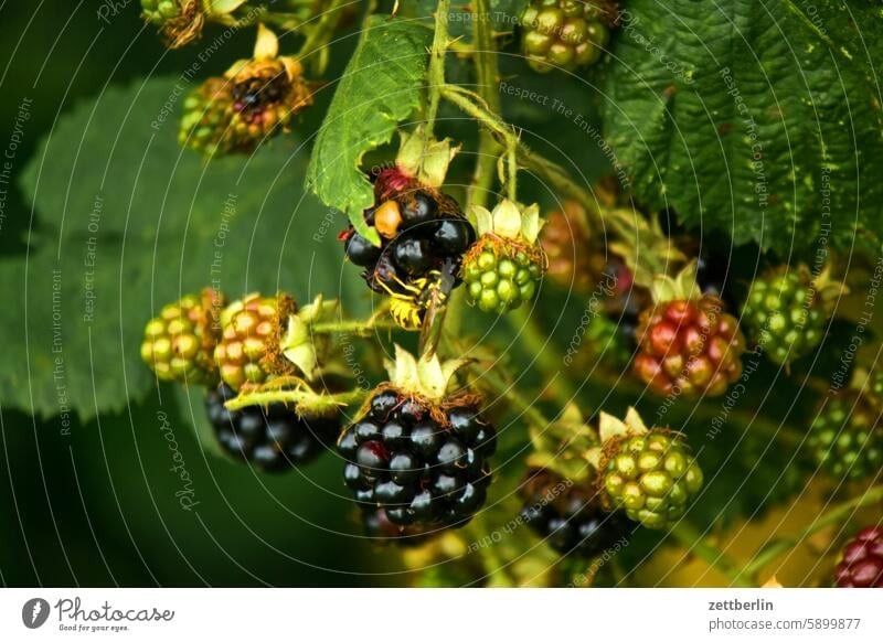 Brombeeren mit Wespe ast blühen blüte dämmerung erholung erwachen ferien garten kleingarten kleingartenkolonie menschenleer nachbarschaft natur pflanze ruhe