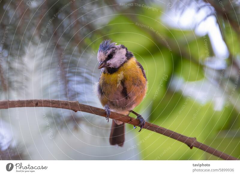 süße junge Blaumeise im Garten Tier Vogel schön Vogelbeobachtung Ast britischer Vogel caeruleus Nahaufnahme farbenfroh niedlich süßer Vogel Cyanisten