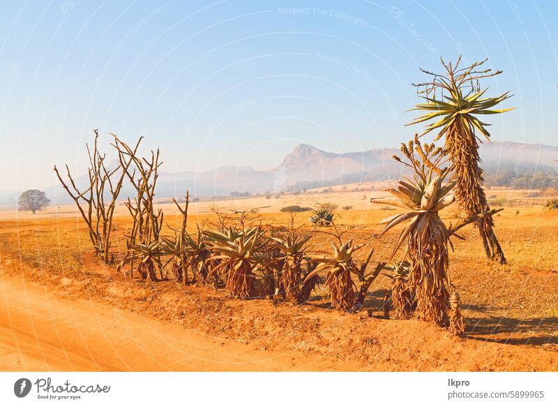 im swasiländischen Wildnis-Naturschutzgebiet Afrika Gras Himmel Feld Berge u. Gebirge Savanne Landschaft Park Baum schwarz dreckig Akazie Serengeti Cloud