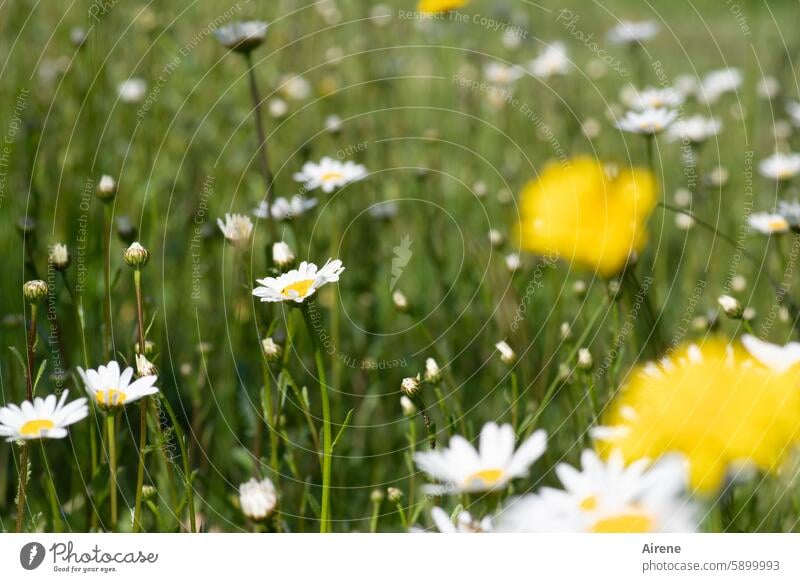 schön war's Blumenwiese Margeriten Natur Schwache Tiefenschärfe Wiese zart Margeritenwiese Unschärfe Wildblumen grün Gras Wildpflanze Sommer Blütenköpfe