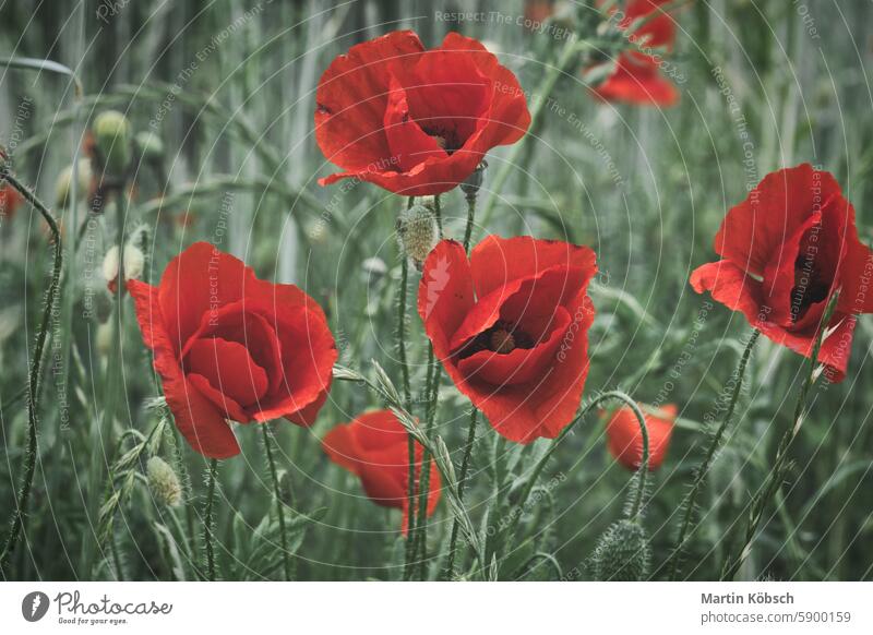 Klatschmohn in einem Kornfeld mit roten Blütenblättern. Rote Farbkleckse in grüner Umgebung Sommer Mohn Blume Sommertag weich Feld Natur rote Mohnblume Pflanze