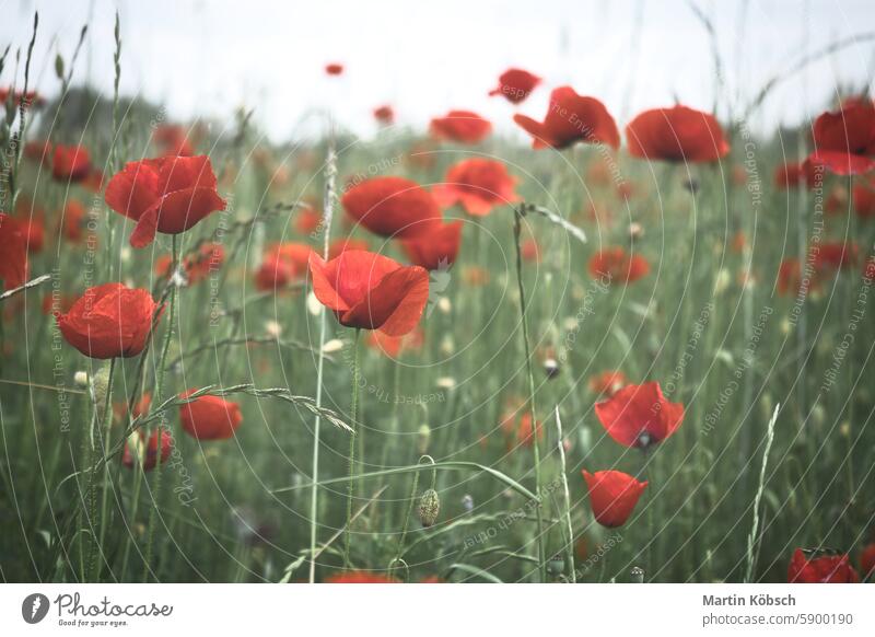 Klatschmohn in einem Kornfeld mit roten Blütenblättern. Rote Farbkleckse in grüner Umgebung Sommer Mohn Blume Sommertag weich Feld Natur rote Mohnblume Pflanze