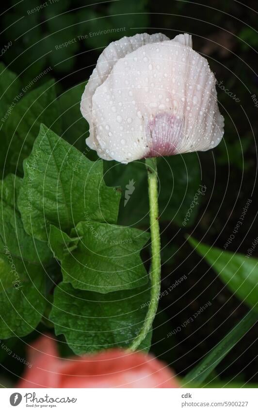 Mohn-Tag - ganz zart. Blume Mohnblüte zartrosa Blüttenblätter Blüte Blütezeit blühen Frühling Natur Sommer Menschenleer Mohnblume Umwelt schön Pflanze