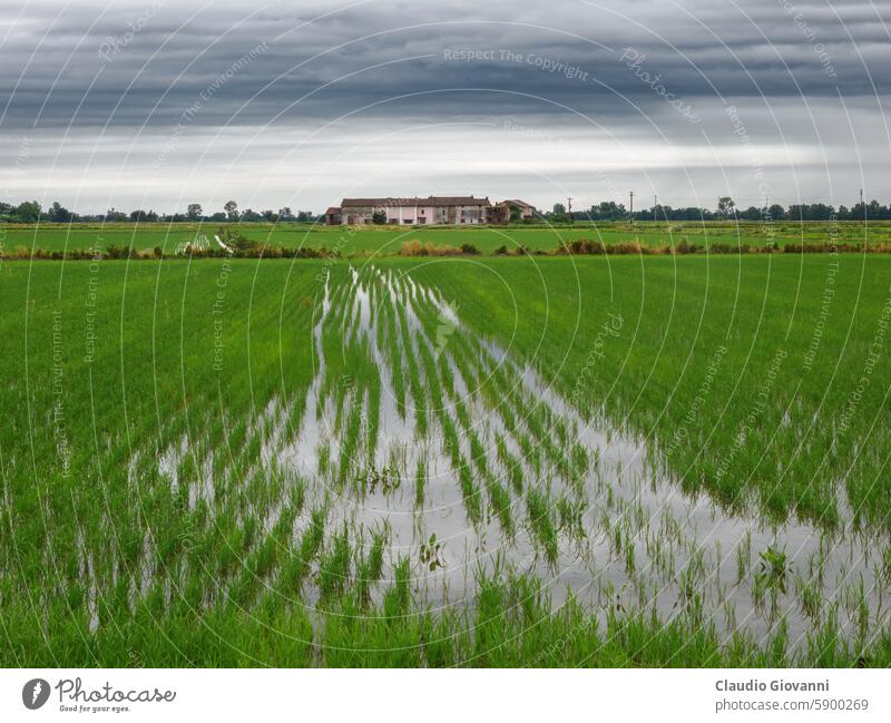 Ländliche Landschaft bei Cerano, Novara, Italien Europa Piemonte Ackerbau Farbe Tag Außenseite Bauernhof Feld grün Natur im Freien Fotografie Pflanze Reis