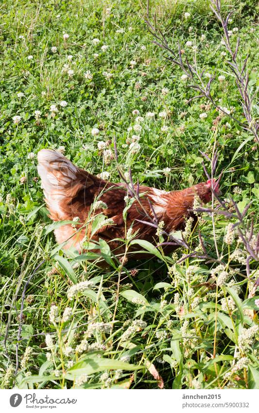 Ein Huhn das sich im hohen Gras versteckt Wiese Bauernhof Landleben Natur Nutztier Geflügel Haushuhn Federvieh Freilandhaltung natürlich freilaufend Tier