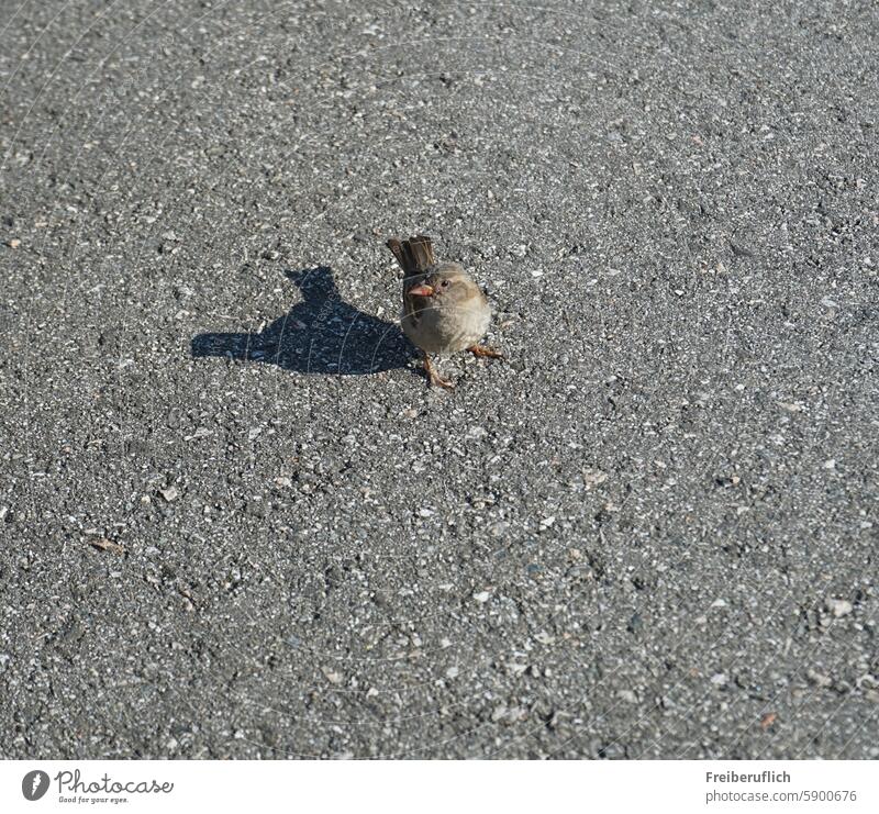 Ein Sperling sitzt auf dem Asphalt Vogel Tier Natur Nahaufnahme Tierportät Schnabel Farbphoto Flügel Feder Umwelt Tag Tiergesicht Menschenleer fantastisch