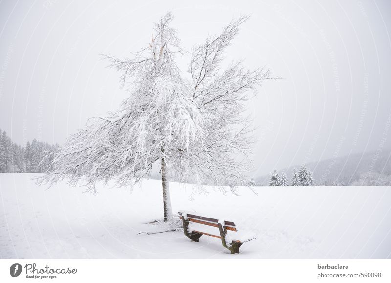 Erstes 2014 | Auf 1000 m Höhe Landschaft Himmel Winter Schnee Baum Wald Schwarzwald Bank frisch hell kalt weiß Stimmung Freude ruhig ästhetisch bizarr