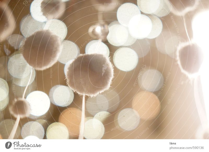 Bommel Dekoration & Verzierung glänzend leuchten außergewöhnlich weich braun einzigartig Punkt hängend Ball Kugel kugelrund Farbfoto Innenaufnahme abstrakt