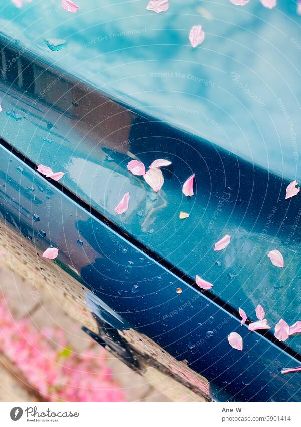 Close Up von rosa Baumblüten auf blauem Auto Blütenblätter Kirschblüte Rosa Blau Reflektion Jahreszeit Frühling Regentropfen Detailaufnahme Nahaufnahme