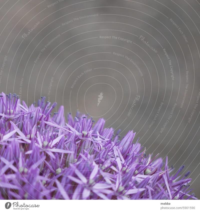 Blütenkugel in violett Zierlauch Blume Garten Blühend Wunderkugel Allium Frühling lila natürlich Nahaufnahme Natur Park rund Kugel kugelförmig Hintergrund grau