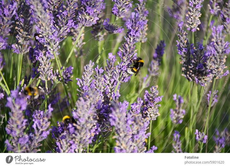 Hummelgewimmel in den Lavendelblüten Blume Insekt Sommer Blüte Pflanze Tier Garten fleißig Wildtier grün lila sammeln Wildbiene nützlich Nutzpflanze